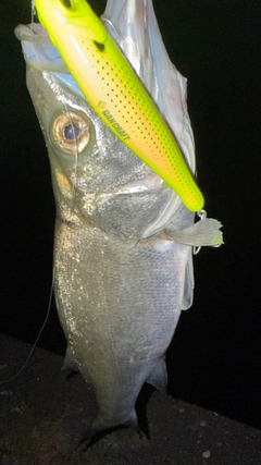 ヒラスズキの釣果