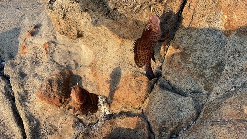 オオモンハタの釣果
