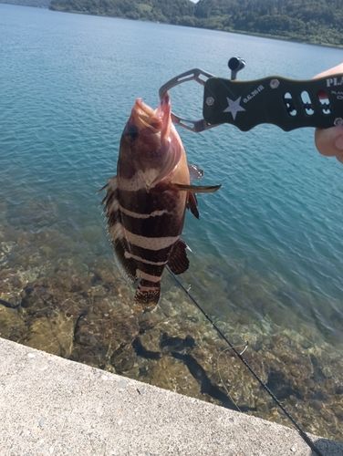 アオハタの釣果