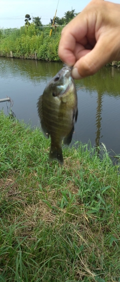 ブルーギルの釣果