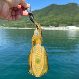 アオリイカ