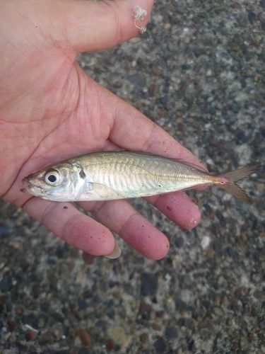 マルアジの釣果