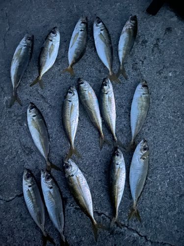 アジの釣果