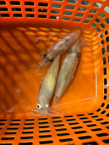 マルイカの釣果
