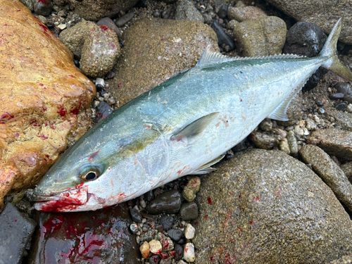 ヤズの釣果