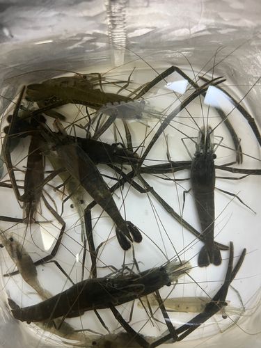 テナガエビの釣果