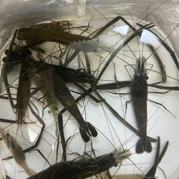 テナガエビ