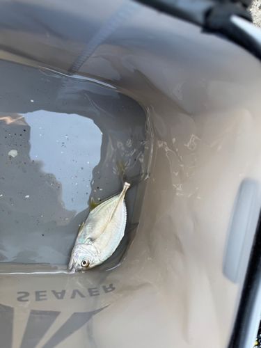 メッキの釣果