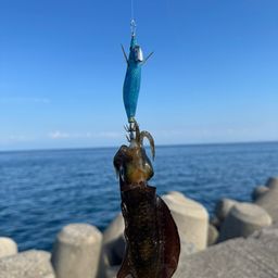 アオリイカ
