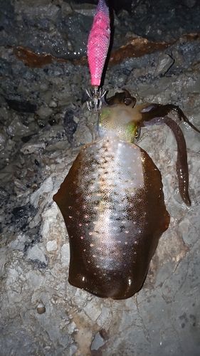 アオリイカの釣果