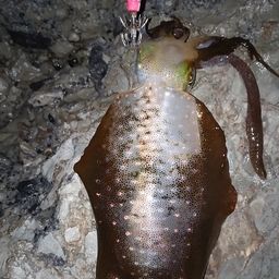 アオリイカ