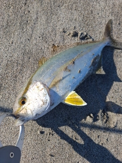 ショゴの釣果