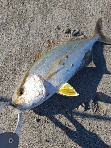 ショゴの釣果