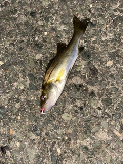セイゴ（マルスズキ）の釣果