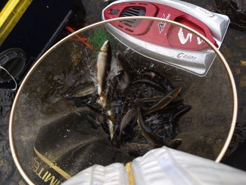 アユの釣果