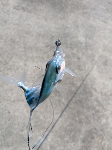 イトヒキアジの釣果