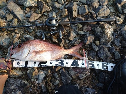 マダイの釣果