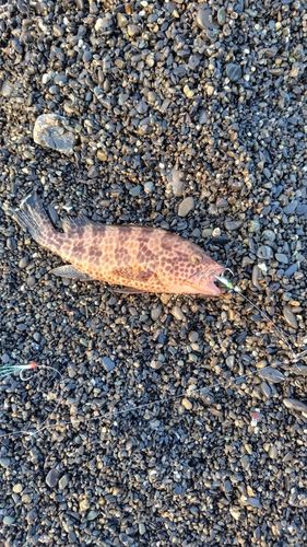 オオモンハタの釣果