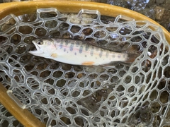 ヤマメの釣果