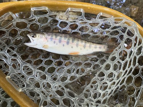 ヤマメの釣果