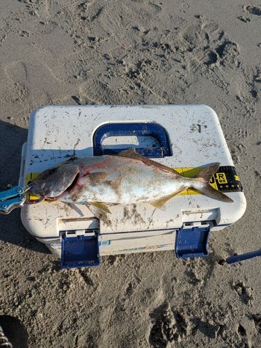 釣果