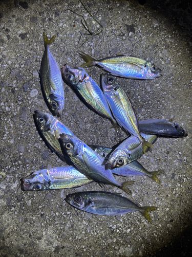 マアジの釣果