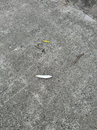 サバの釣果
