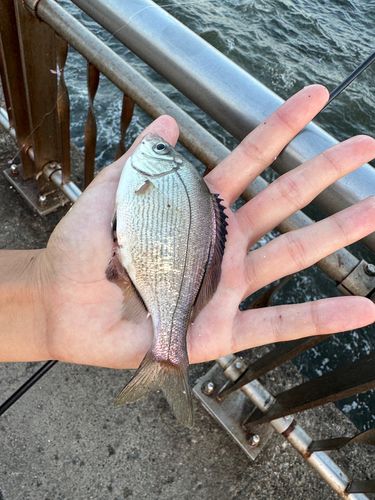 ウミタナゴの釣果