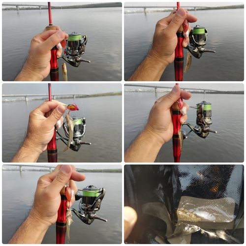 ハゼの釣果