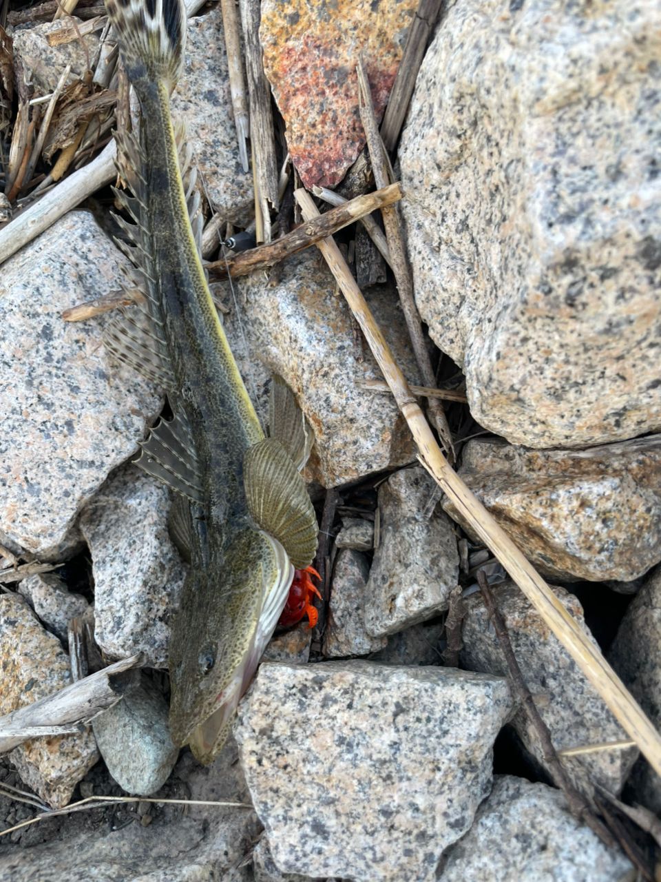 シルベラード　GSIC-762ML　ジャンク 4571105695195_1.jpg