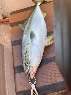 ブリの釣果