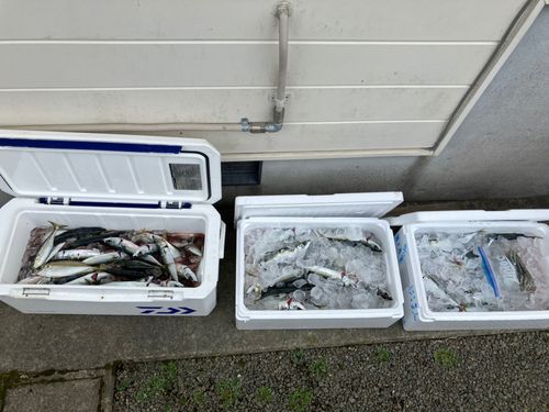 サバの釣果
