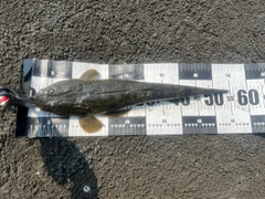 マゴチの釣果