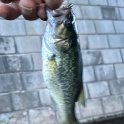 ラージマウスバス