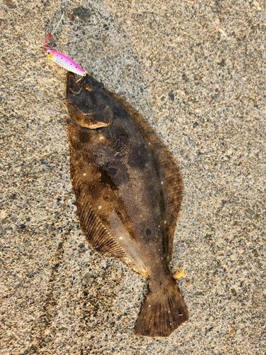 ヒラメの釣果