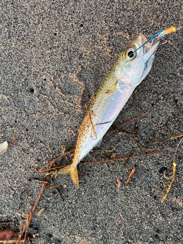 サバの釣果