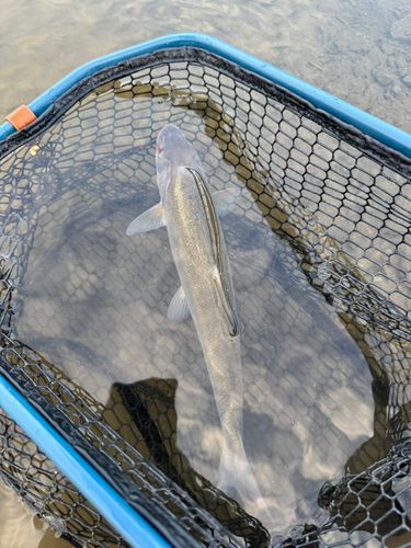 かなやま湖