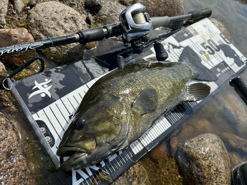 スモールマウスバスの釣果