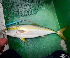 メジロの釣果