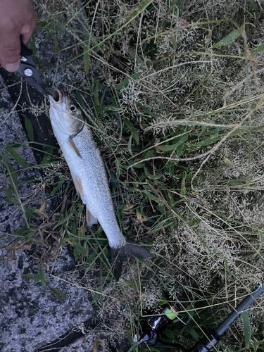 ウグイの釣果