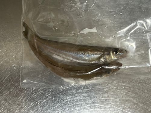 キスの釣果