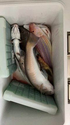 シロアマダイの釣果