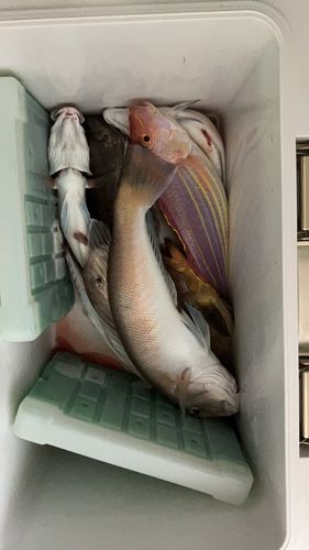 シロアマダイの釣果