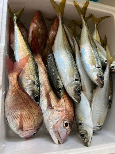 サバの釣果