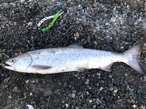 アキアジの釣果