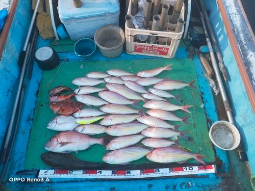 イトヨリダイの釣果