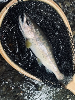 ヤマメの釣果