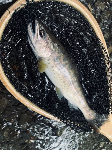 ヤマメの釣果