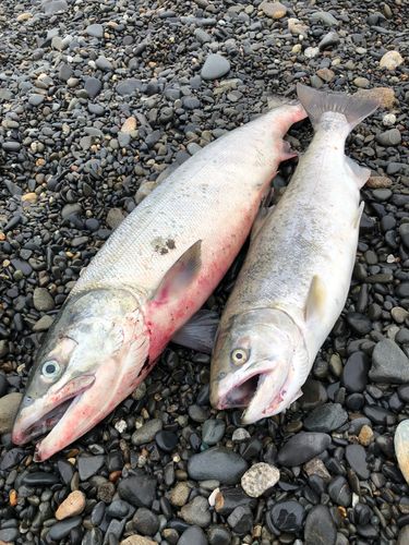 アキアジの釣果