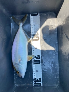 シオの釣果